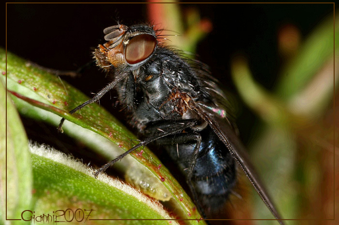 Calliphora sp.