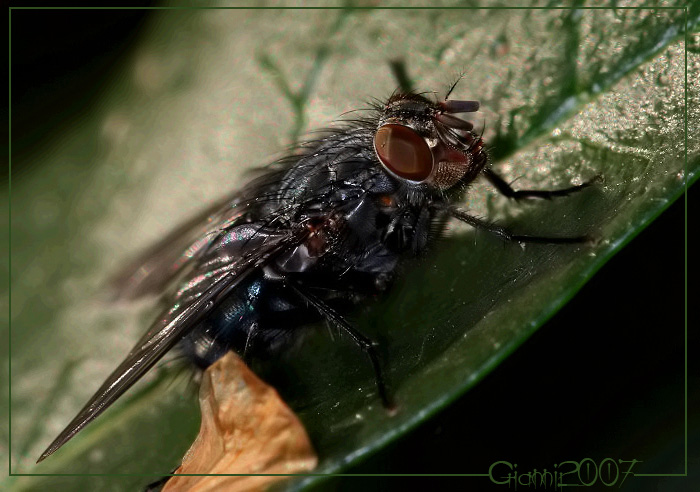 Calliphora sp.