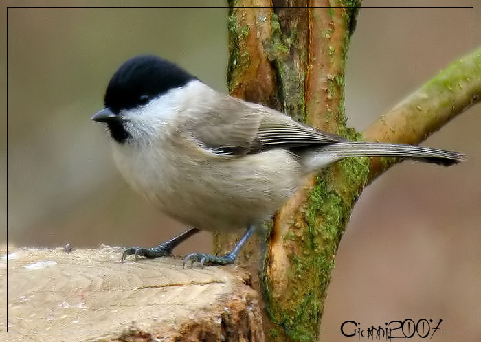 Cincia bigia /  Poecile palustris