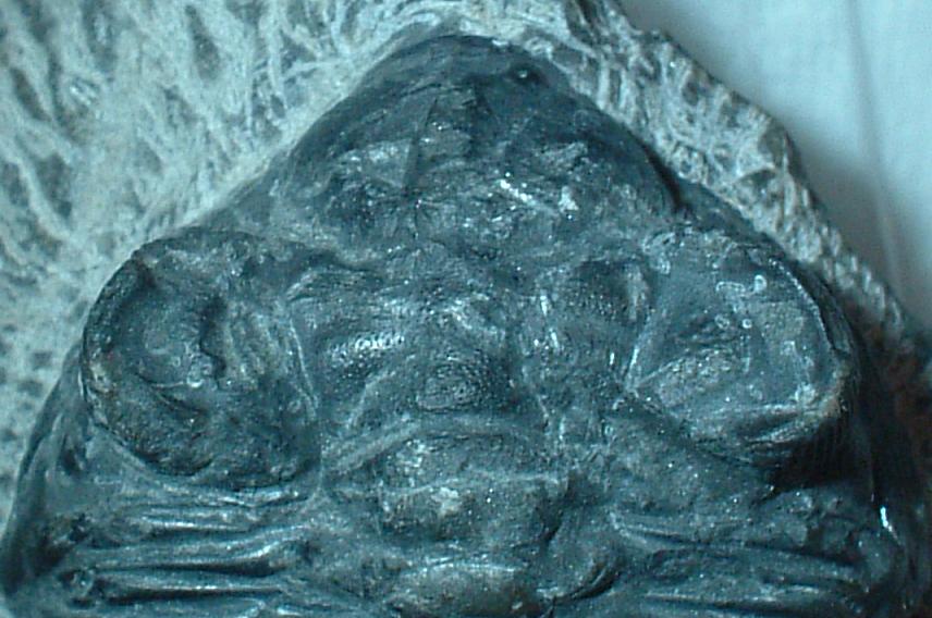 Trilobite