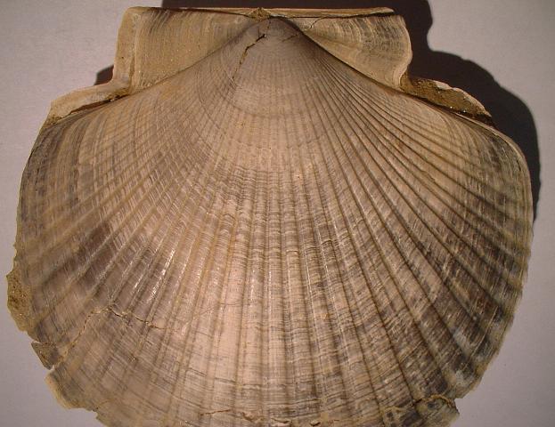 Pecten del pliocene