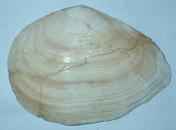 Tellinidae - Pliocene Asti