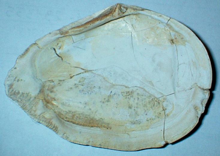 Tellinidae - Pliocene Asti