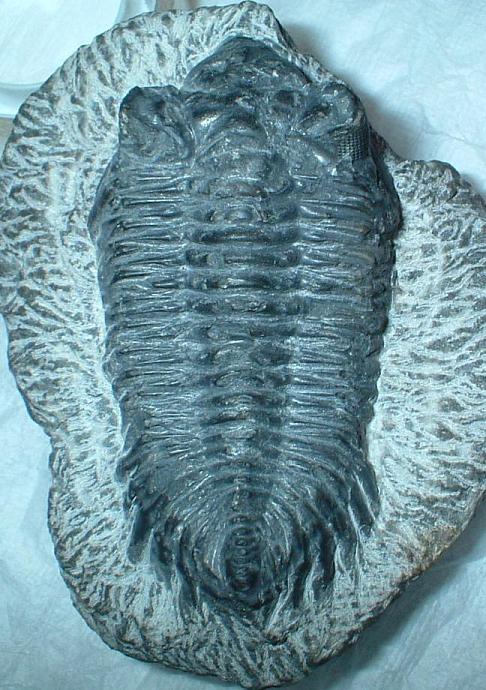 Trilobite