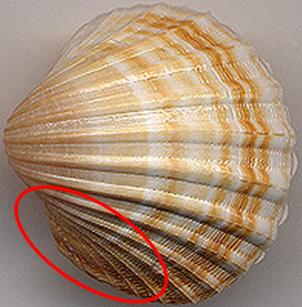 Acanthocardia paucicostata (Sowerby G.B. II )- Pliocene Asti