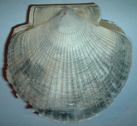 Pecten del pliocene