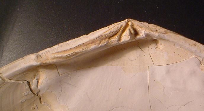 Tellinidae - Pliocene Asti