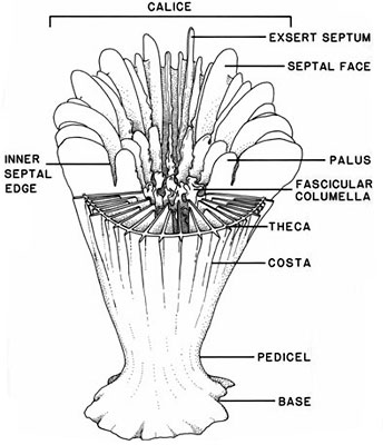 Coralli fossili!!!