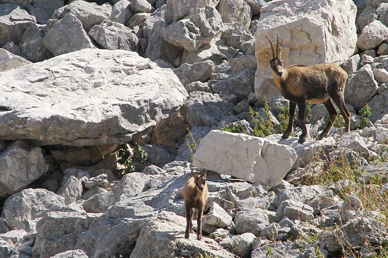 Camoscio d''Abruzzo Rupicapra pyrenaica ornata