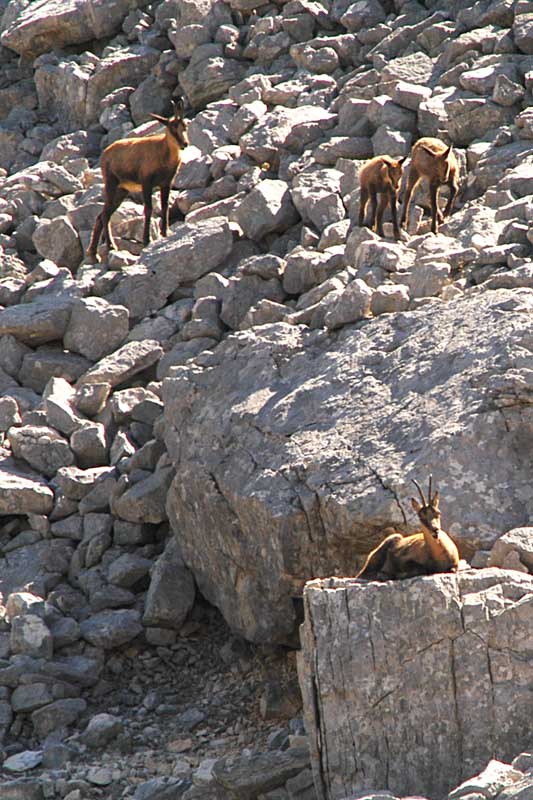 Camoscio d''Abruzzo Rupicapra pyrenaica ornata