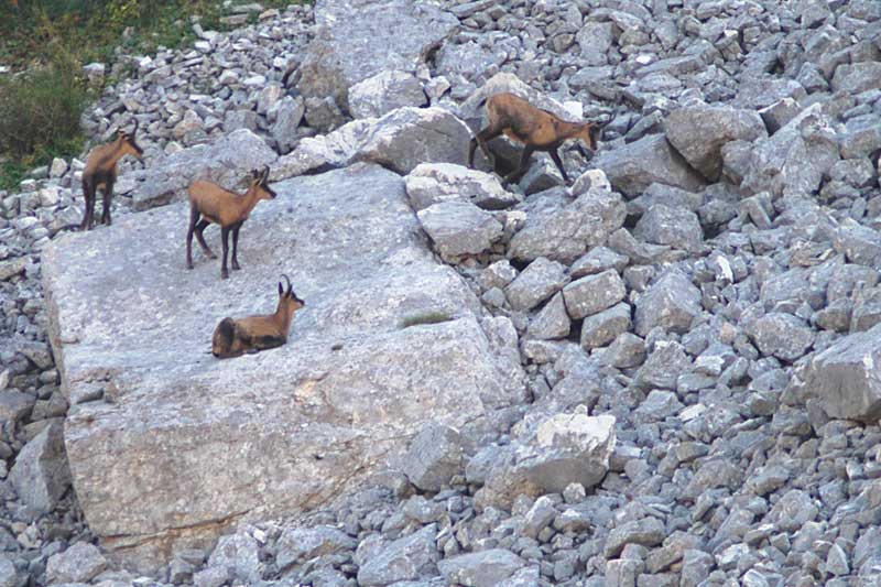 Camoscio d''Abruzzo Rupicapra pyrenaica ornata