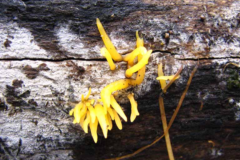 funghi escursione Abruzzo