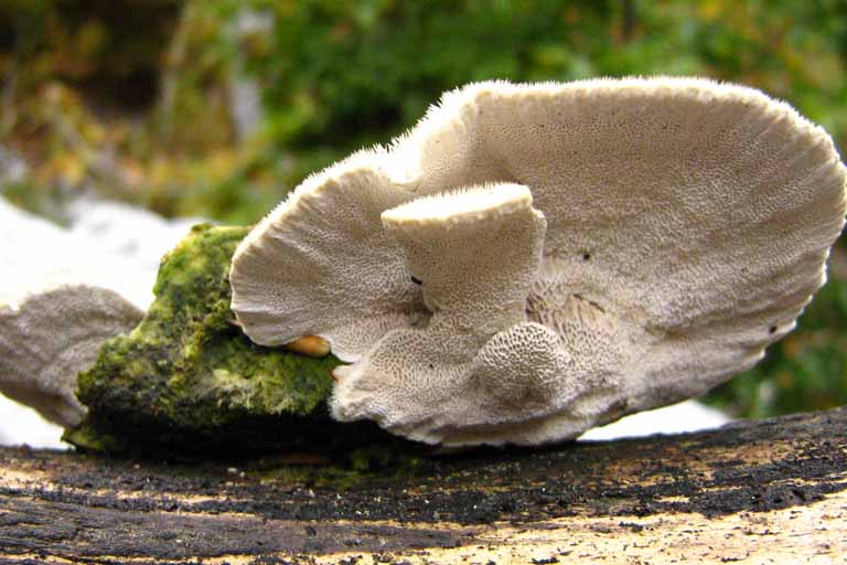 funghi escursione Abruzzo