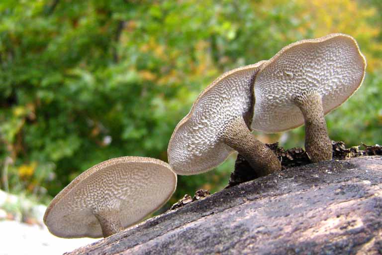 funghi escursione Abruzzo