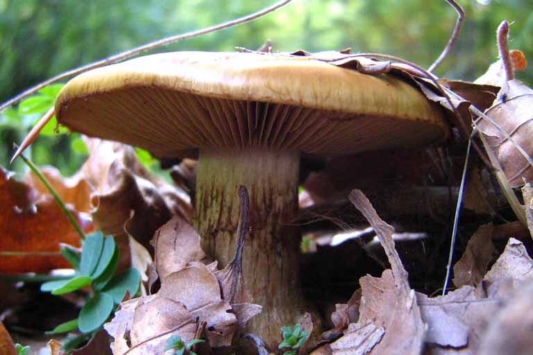 funghi escursione Abruzzo