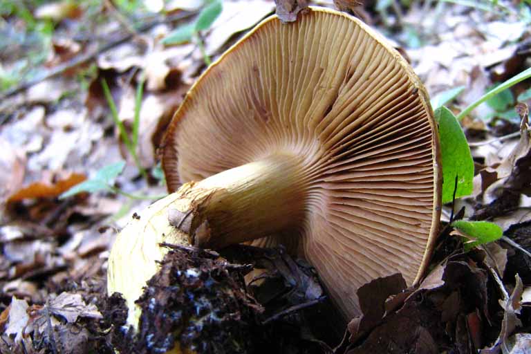 funghi escursione Abruzzo