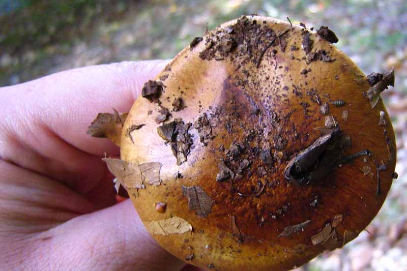 funghi escursione Abruzzo