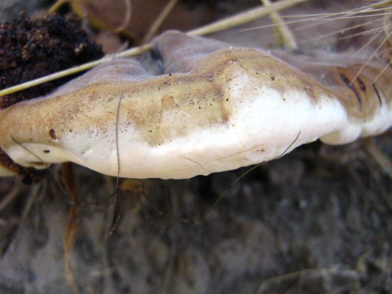 fungo lignicolo Inonotus hispidus????