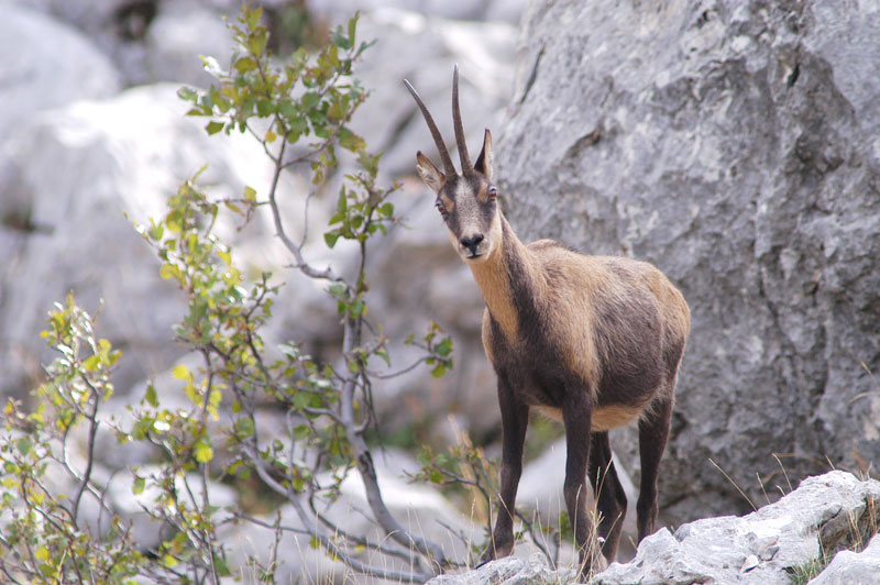 Camoscio d''Abruzzo Rupicapra pyrenaica ornata