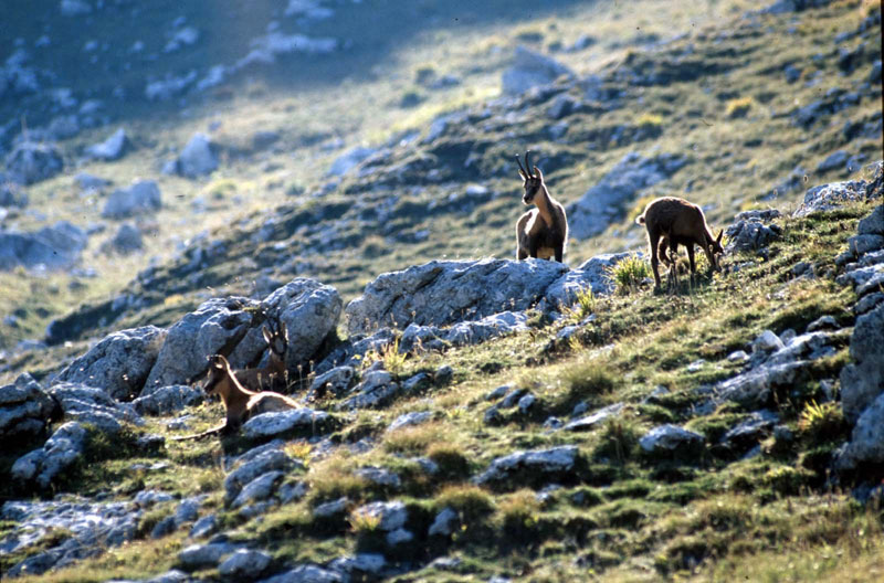 Camoscio d''Abruzzo Rupicapra pyrenaica ornata