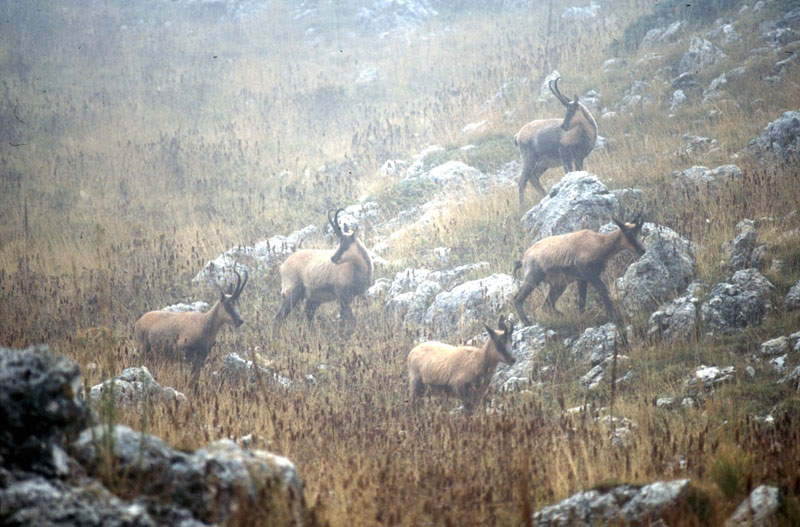 Camoscio d''Abruzzo Rupicapra pyrenaica ornata