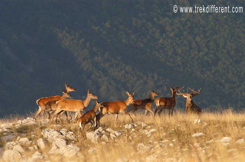 P.N. Abruzzo  - Il cervo, signore della foresta