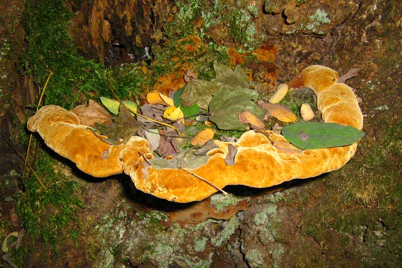 Polyporus sulphureus???