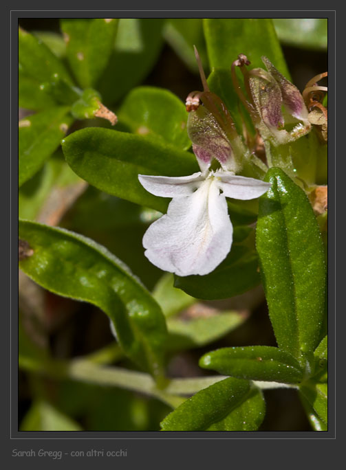 Teucrium montanum