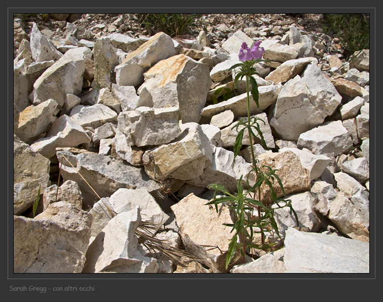 Galeopsis angustifolia / Canapetta a foglie strette