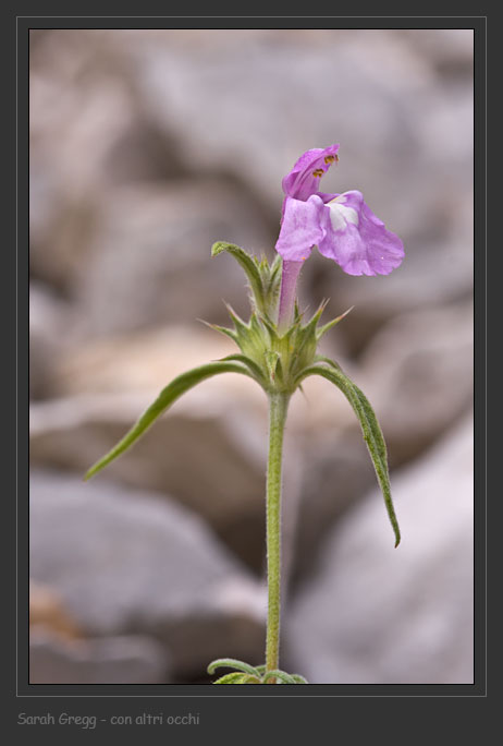 Galeopsis angustifolia / Canapetta a foglie strette