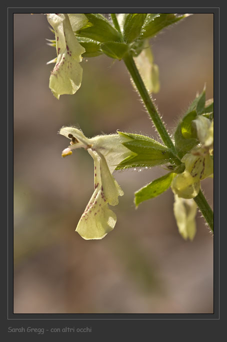 Stachys recta