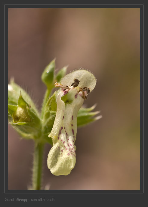 Stachys recta