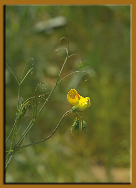 Lathyrus annuus / Cicerchia pallida