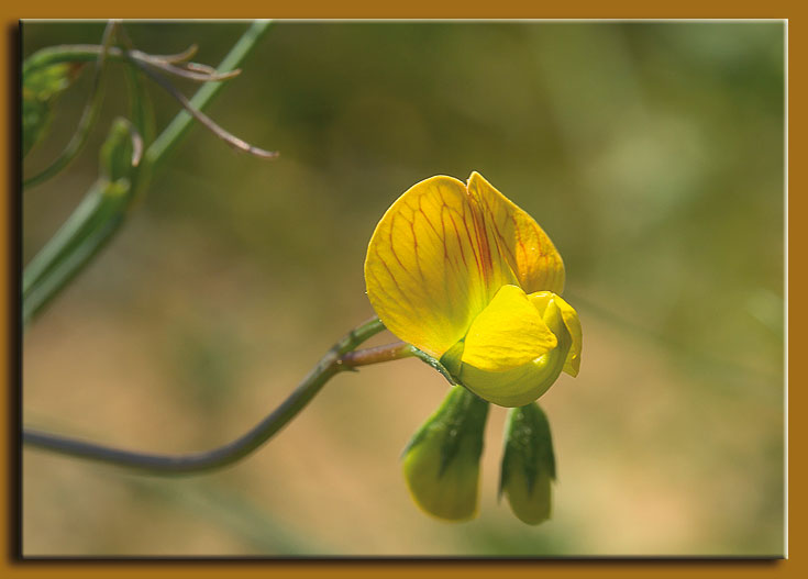 Lathyrus annuus / Cicerchia pallida