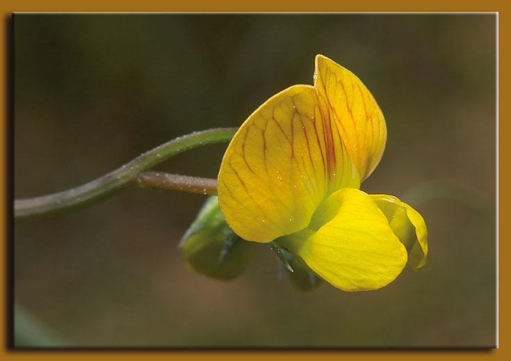 Lathyrus annuus / Cicerchia pallida