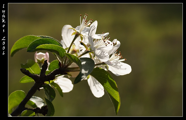 Pyrus communis / Pero domestico