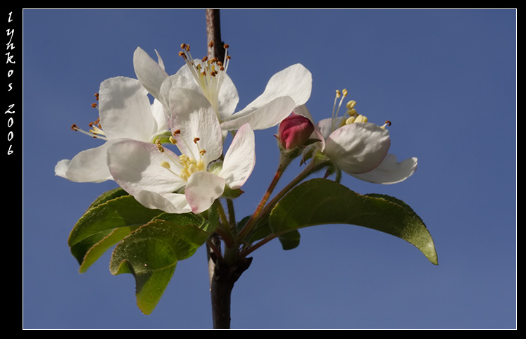 Pyrus communis / Pero domestico