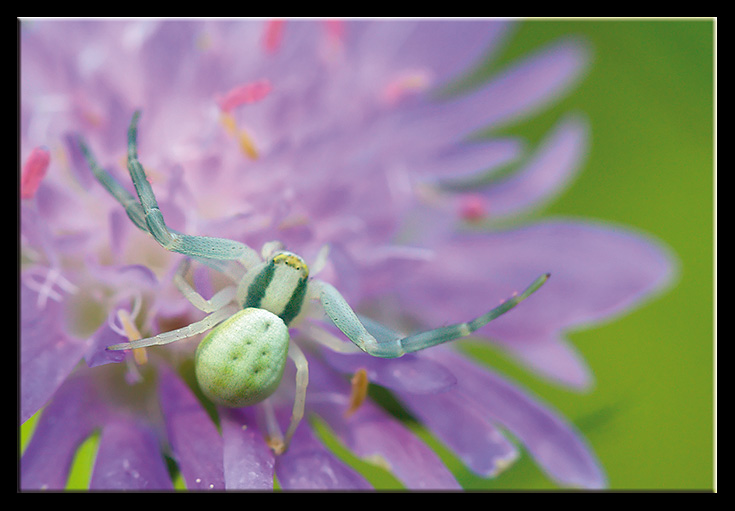 Foto cos cos, ma colori bellissimi (Misumena vatia)