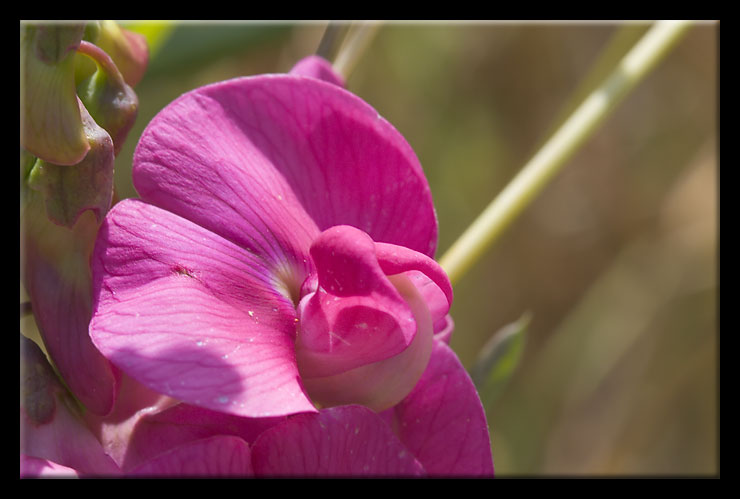 Lathyrus latifolius /  Cicerchia a foglie larghe