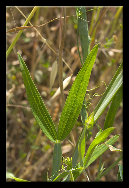 Lathyrus latifolius /  Cicerchia a foglie larghe