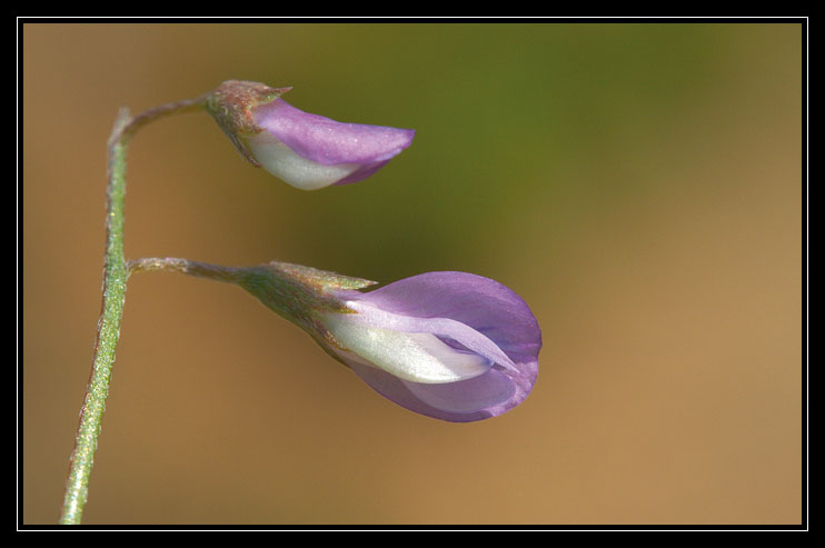 Ervum gracile (=Vicia tenuissima) e Vicia hirsuta