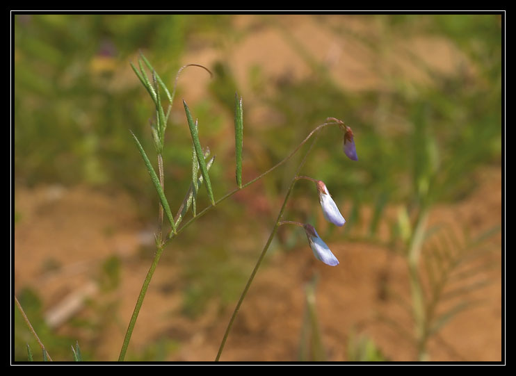 Ervum gracile (=Vicia tenuissima) e Vicia hirsuta