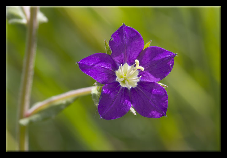 Fiore di campo - Legousia speculum-veneris