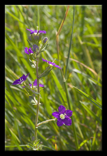 Fiore di campo - Legousia speculum-veneris