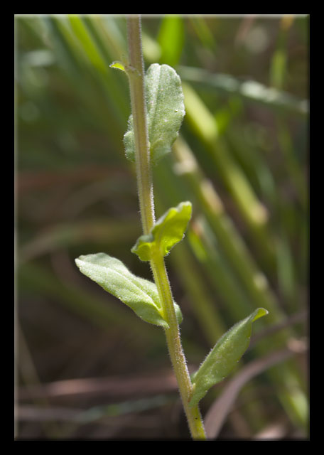 Fiore di campo - Legousia speculum-veneris