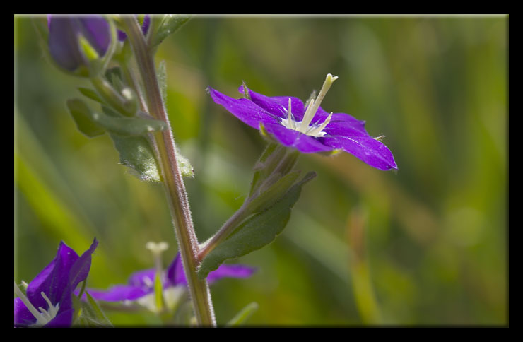 Fiore di campo - Legousia speculum-veneris