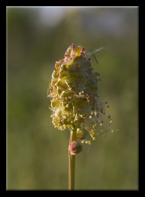 Chiedo l''impossibile (forse) - Sanguisorba sp.