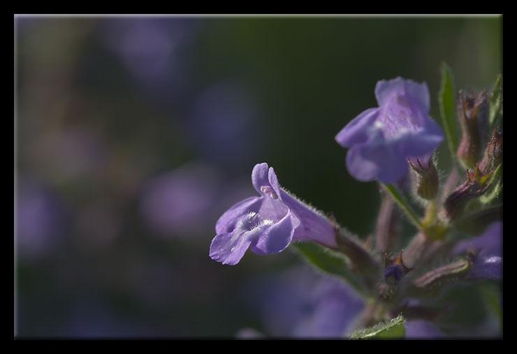 Acinos alpinus