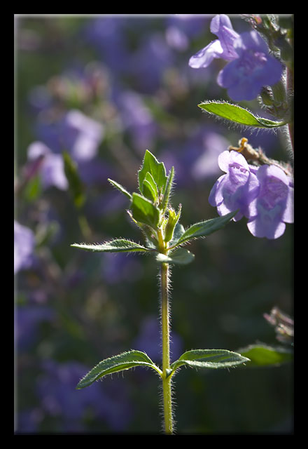 Acinos alpinus