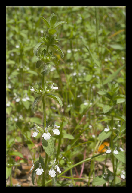 Stachys romana (=Sideritis romana) / Stregonia comune